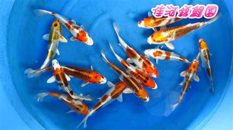 佳河錦鯉園|【龍潭三洽水景點推薦】佳河錦鯉園餵魚趣 繞山花手作DIY喝下午。